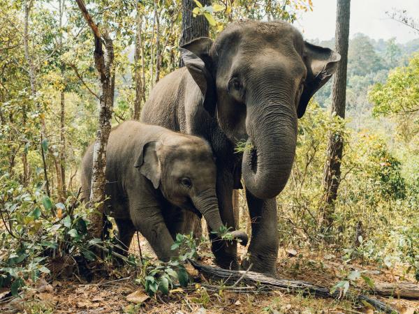 Thailand beach & rainforest vacation