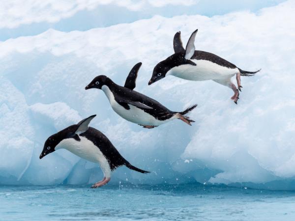 Antarctic diving expedition