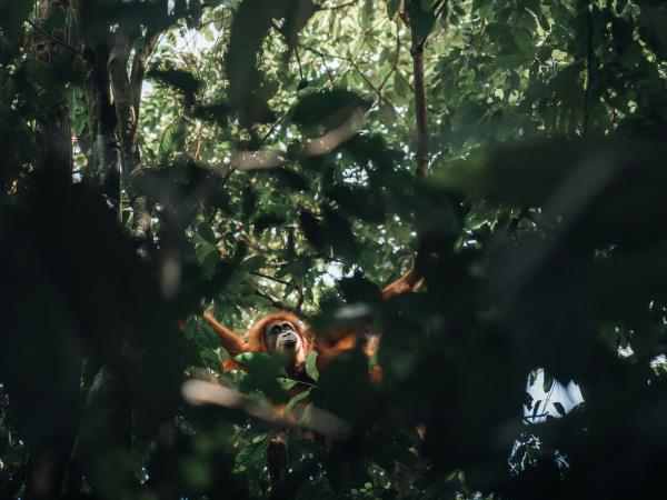 Java & Sumatra tailor made vacation