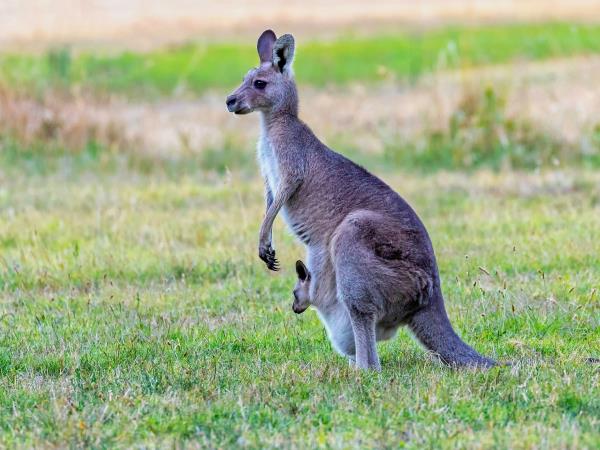 Australia vacations, tailor made