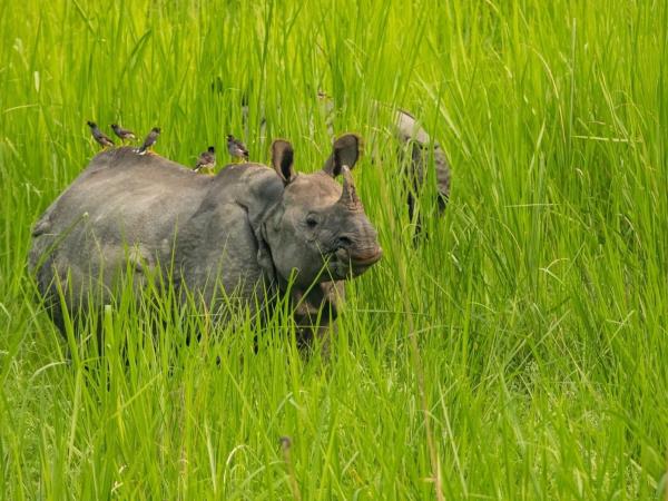 Nepal Red Panda and Bardia NP tour