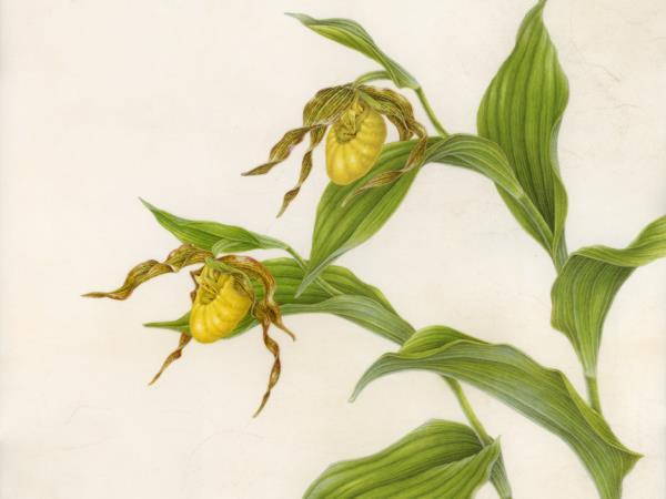 Botanical illustration holiday in Greece 