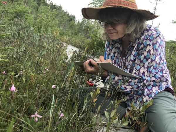 Botanical illustration holiday in Greece 