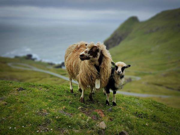 Faroe Islands sailing vacation