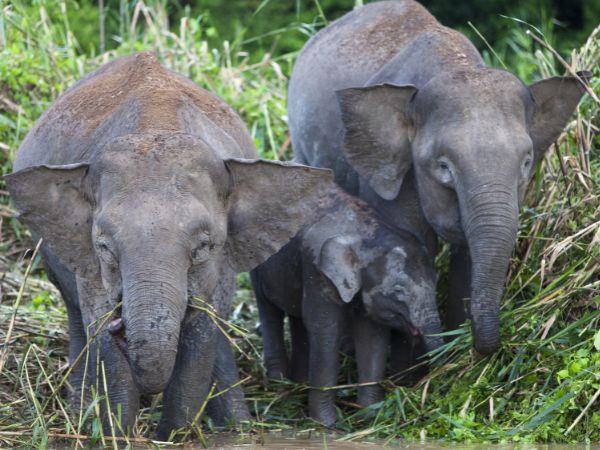 Borneo family vacation for all ages