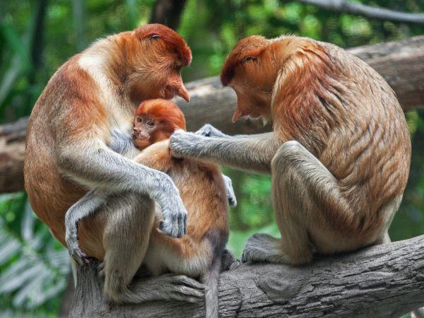 Borneo family vacation for all ages