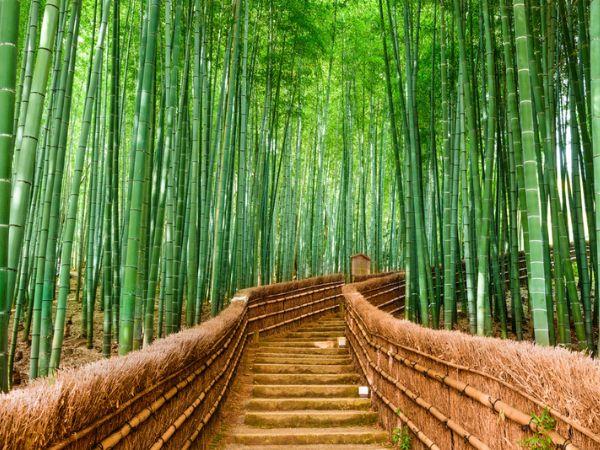 Japan family vacation for all ages