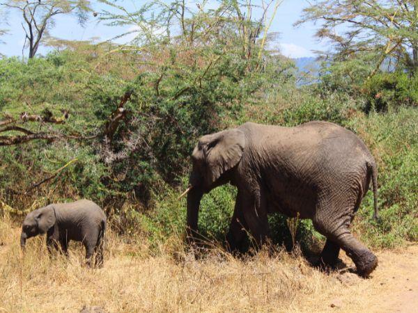 Tanzania family vacation for all ages