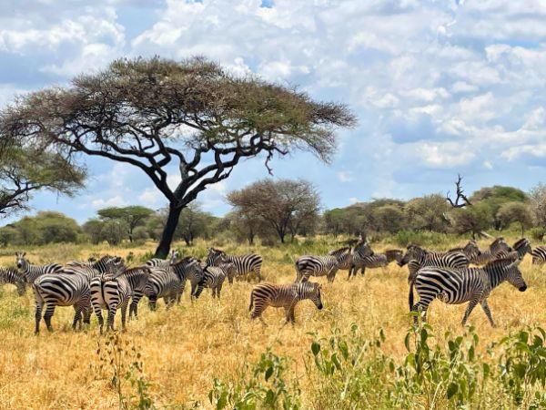 Tanzania family vacation for all ages