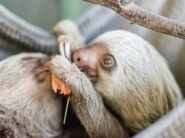 Costa Rica family tour, 11 days