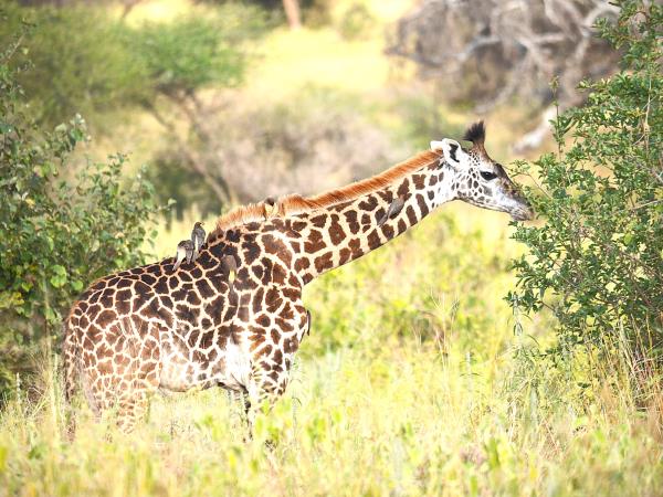 Serengeti small group tour, Tanzania