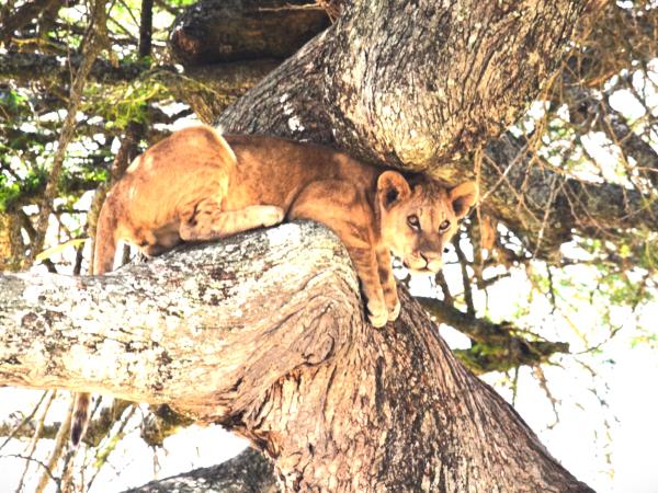 Tanzania green season guided safari vacation