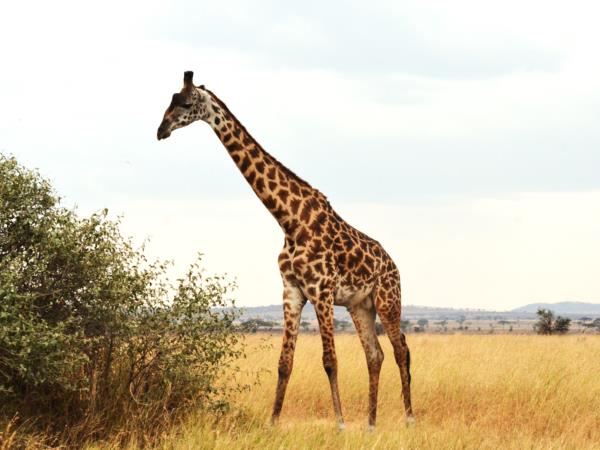 Tanzania green season guided safari vacation