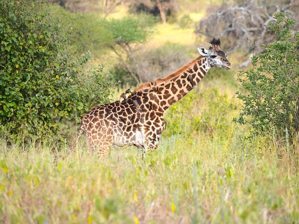 Serengeti small group tour, Tanzania