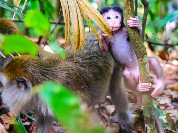 Highlights of Sumatra small group vacation