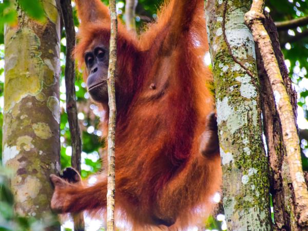 Highlights of Sumatra small group vacation