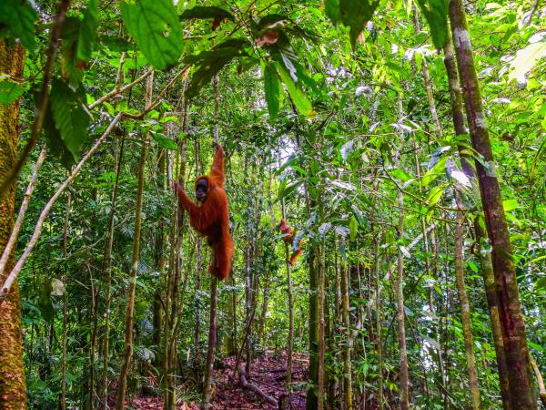 Highlights of Sumatra small group vacation