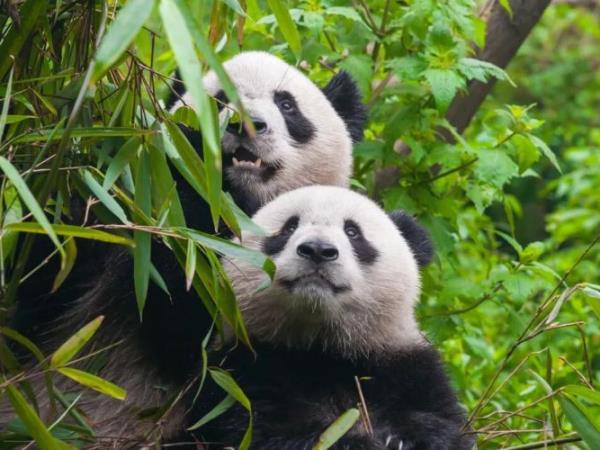 China: From Imperial Capitals to Wild Sichuan
