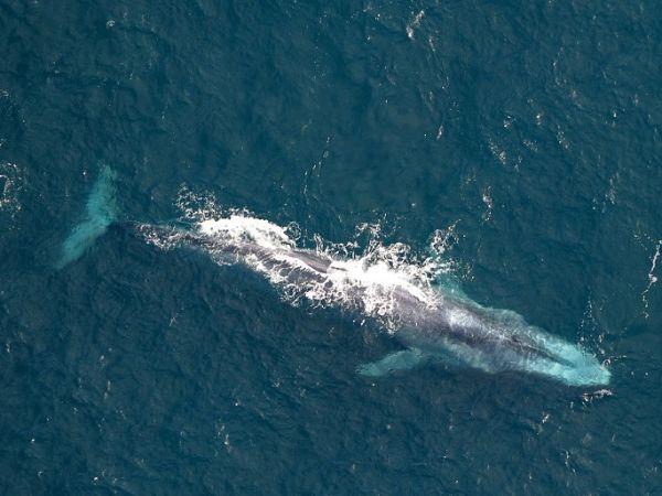 Blue whale watching in the Azores, Pico Island