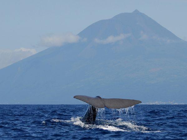 Blue whale watching in the Azores, Pico Island