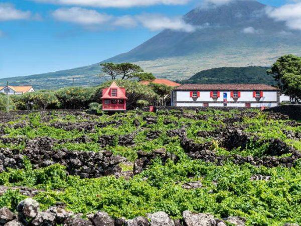Blue whale watching in the Azores, Pico Island