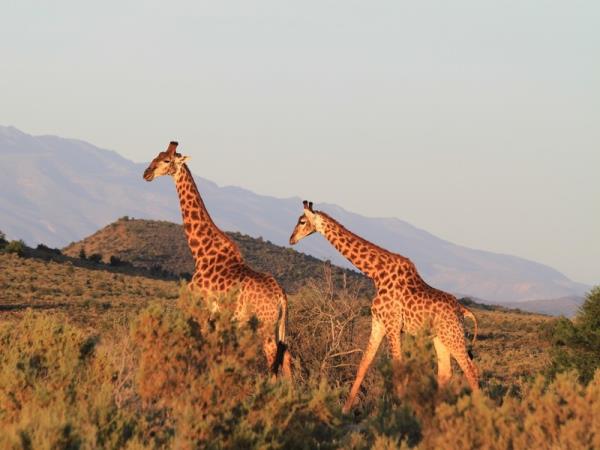 Cape Town to Johannesburg self drive vacation