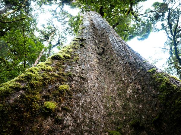 Wild heart of Costa Rica vacation