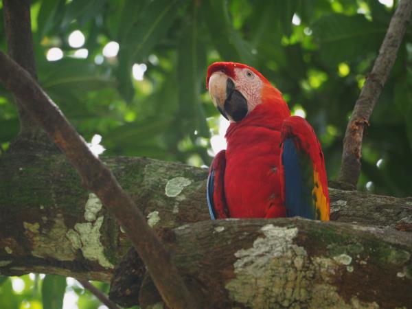 Wild heart of Costa Rica vacation