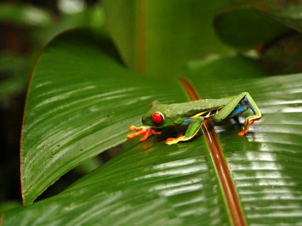 Wild heart of Costa Rica vacation