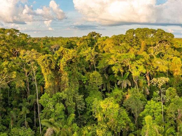 Peru Amazon tour, 4 days