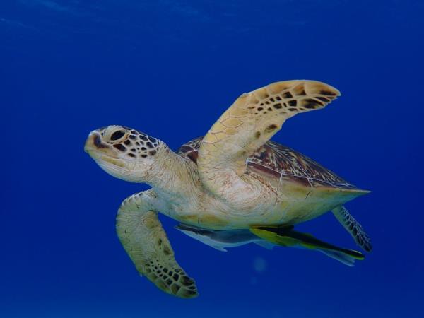 Phillippines swimming vacation