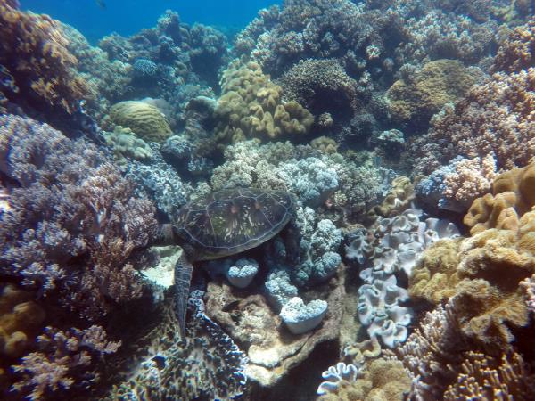 Phillippines swimming vacation