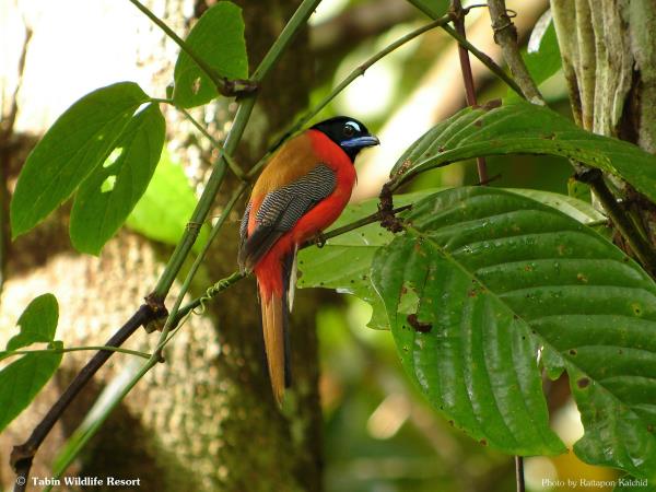 Borneo ultimate bird watching vacation