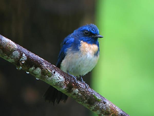 Borneo ultimate bird watching vacation