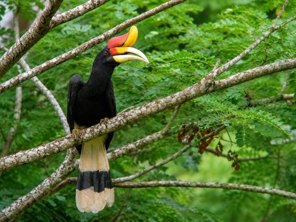 Borneo ultimate bird watching vacation