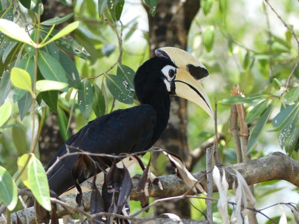 Borneo tailor made tour on a shoestring