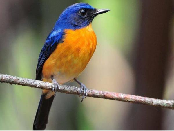 Borneo birding express tour
