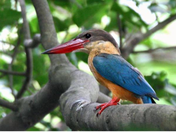 Borneo birding express tour