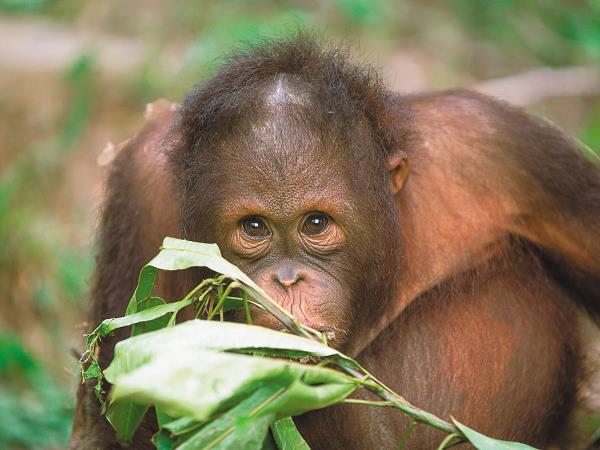 Borneo birding express tour