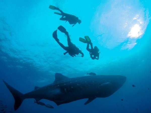 Galapagos luxury cruise, Central & Northern Islands