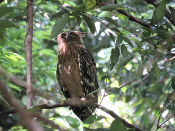 Peninsular Malaysia birdwatching vacation