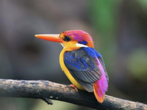 Peninsular Malaysia birdwatching vacation