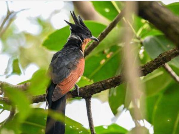 Peninsular Malaysia birdwatching vacation