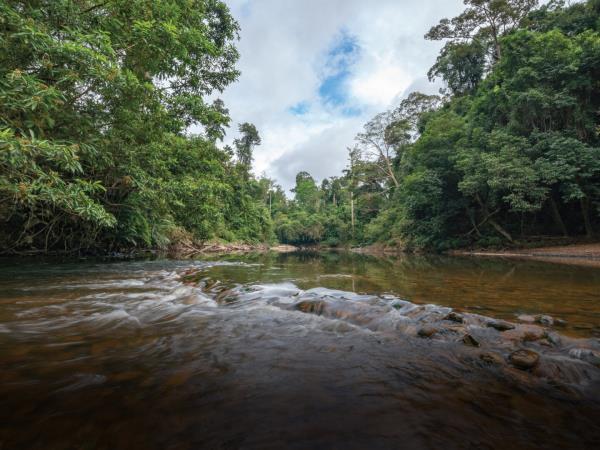 Peninsular Malaysia birdwatching vacation