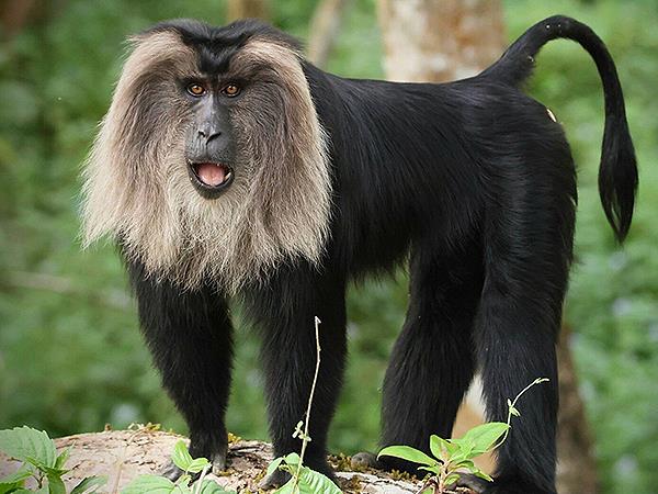 Western Ghats wildlife tour in India