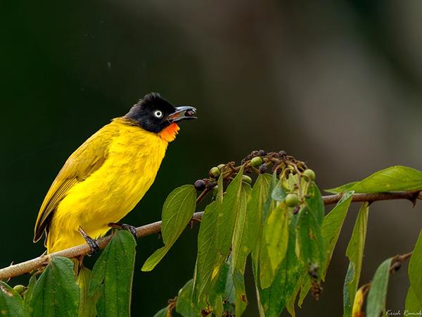 Luxury Kerala birding & nature tour