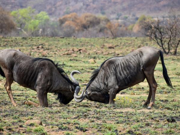 Kwa Zulu Natal self drive South Africa vacation