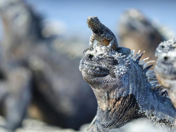 Machu Picchu and Galapagos holiday