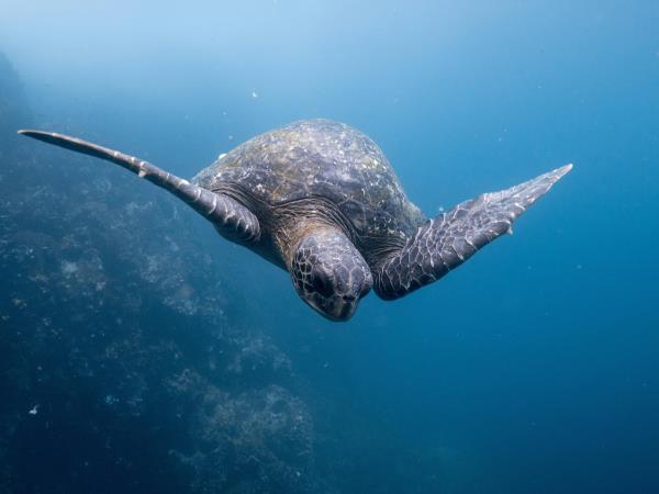Machu Picchu and Galapagos holiday