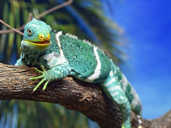 Fiji vacations, island hopping tour